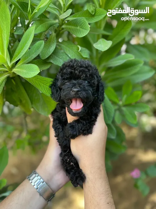 Toy poodle blak