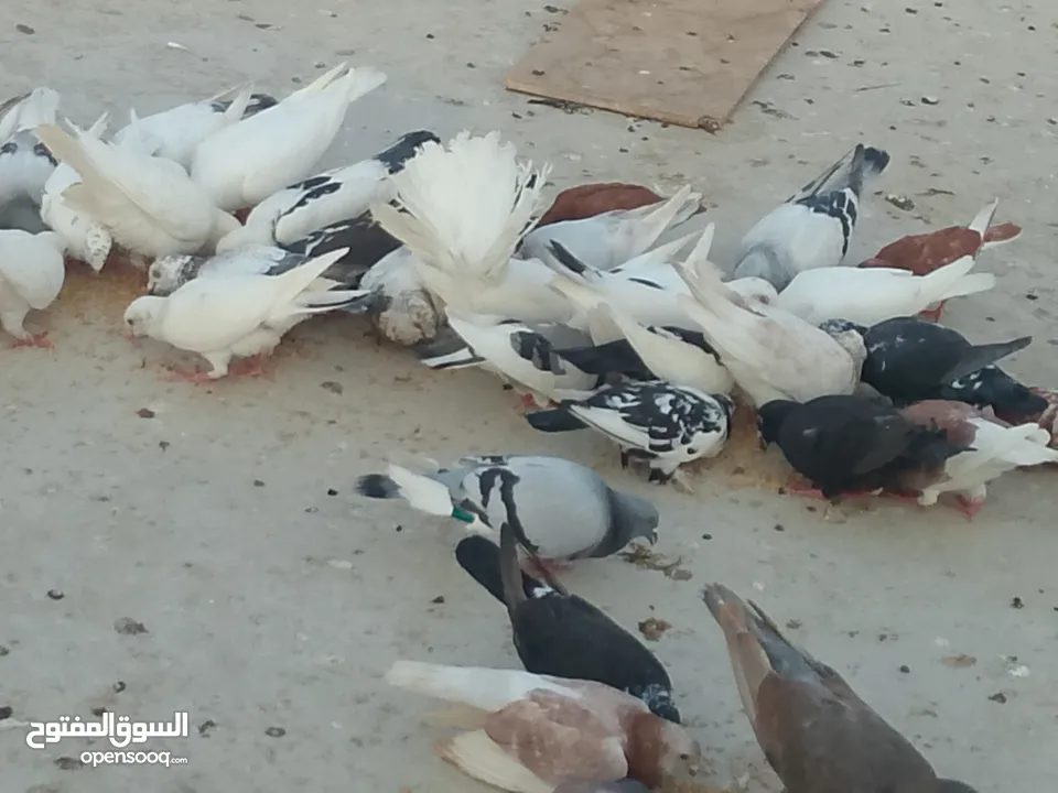حمام للبيع في الزرقاء العالوك بجانب بقالة الصقر التواصل عبر الواتس اب