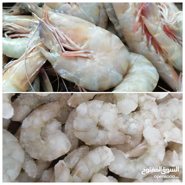 Lobeter Shrimp, squid, octopus, calamari, oysters, seashells, crab, fish