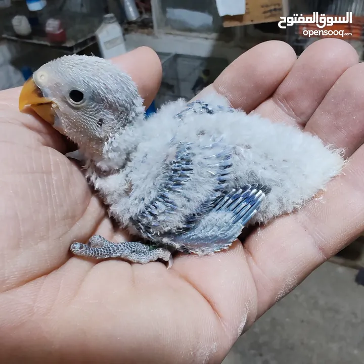 جوز روز  ابلاين تحته بيض مخصب وفراخ روز للزق اليدوي وجواز كنارات وفراخ كمان كل اشي الو سعرو