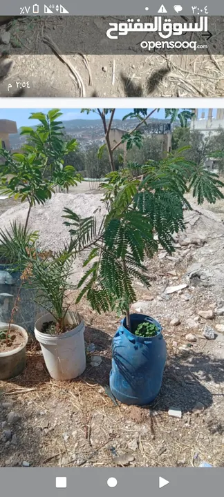 اشجار زينه