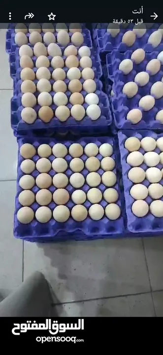 بيض بلدي متوفر