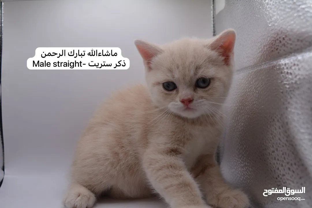 سكوتش كيتن فولد وستريت الوان مميزه ليلك ومشمشي وغيرها 15 كيتن