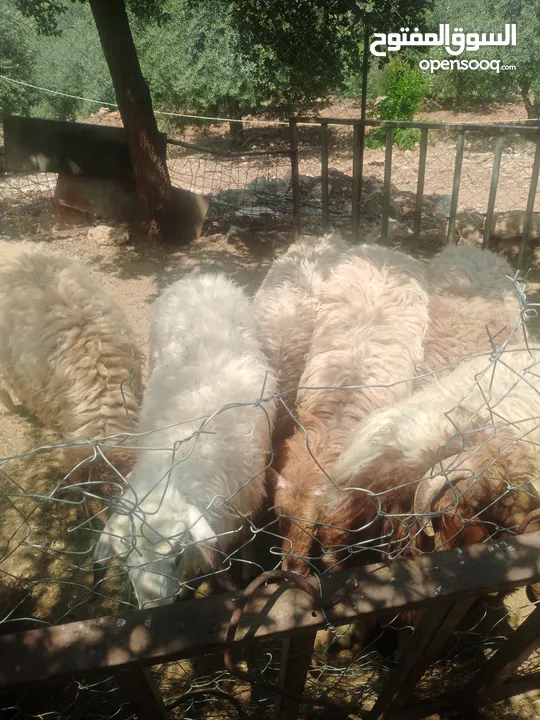 موجود خواريف اعمار 7.5 شهور ونص وزن قائم تقريبا 45 كيلو قطعه بصلاة على النبي