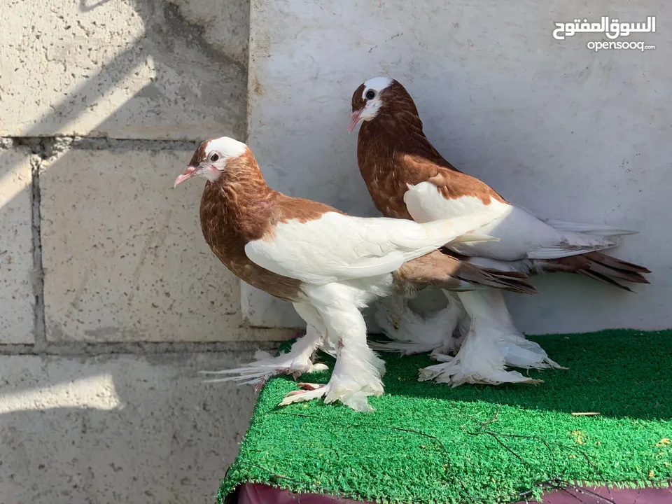 منافيخ جامبو قصه حمرا
