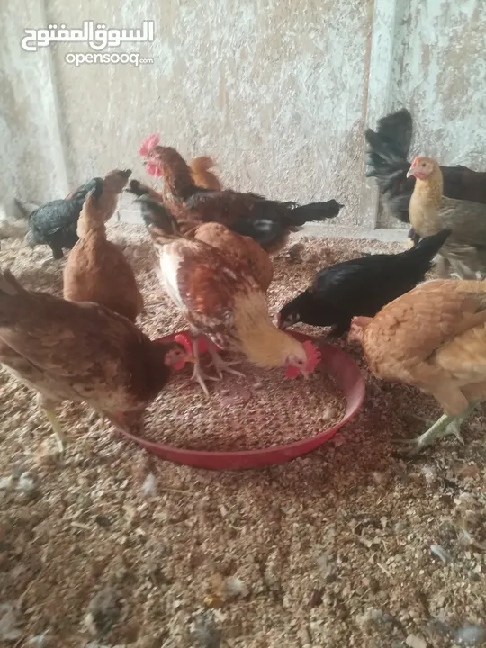 Deshy chiken Live Al aaj farm digdaga organic and helthy chiken provide this farm 100%helthy food