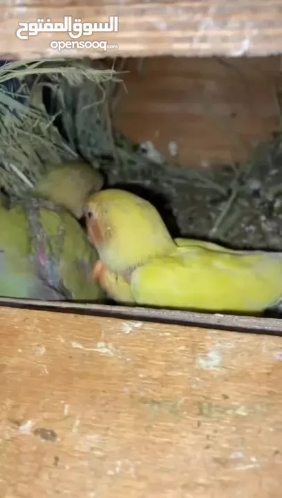 للبيع لوفبيرد love bird