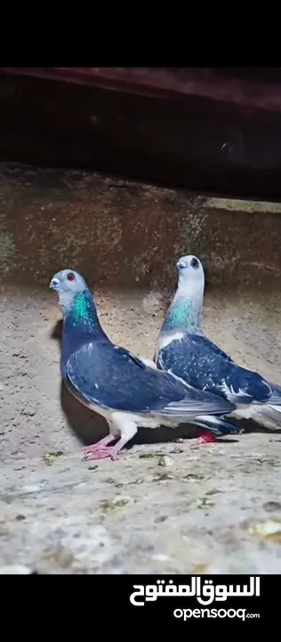 حمام للبيع فحول زق وجوز بواز