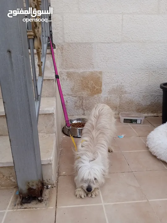 كلب انثى فرنش تيرير French Terrier مع جميع المطاعيم والاغراض