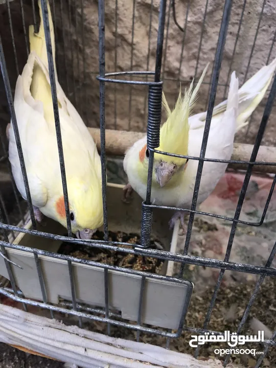 للبيع كوكتيل العدد 4 الأم والأب شغالين وفي فراخ عدد 2