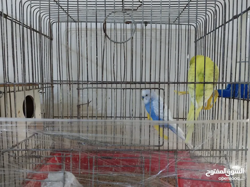 طيور حب للبيع