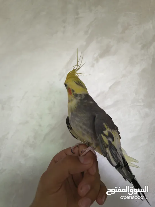 ذكر كوكتيل متكلم شوف الوصف .........................................................................