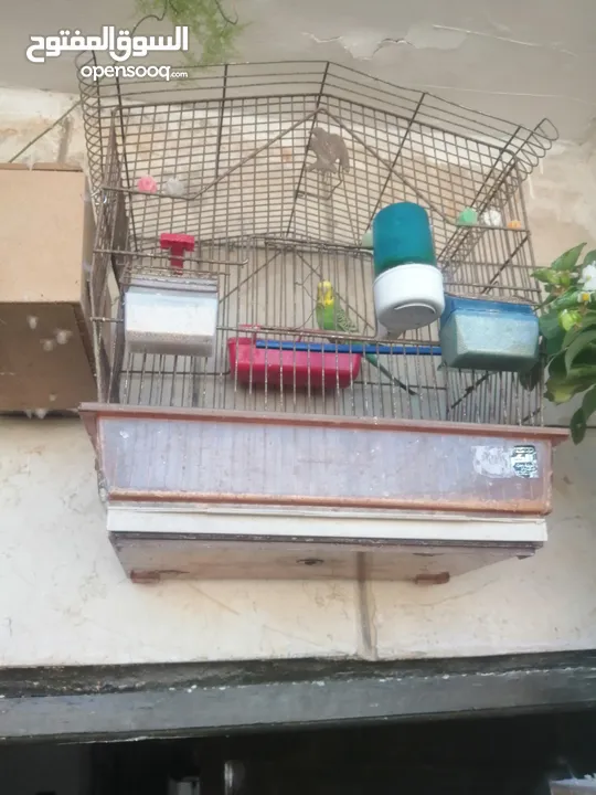 طيور حب نخب