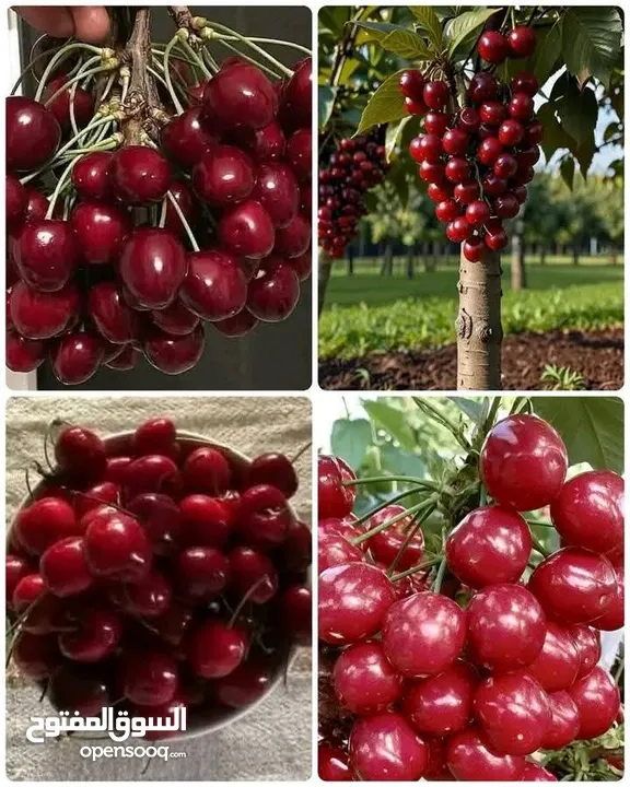 اقوى عروض بالمملكة   يوجد #مختصين #لتقليم #ورش #الاشجار #وصيانه #الحدائق
