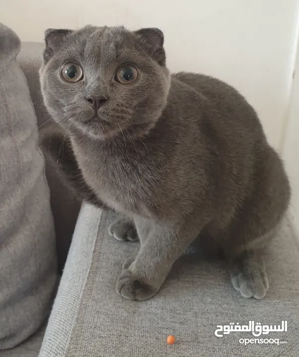 Scottish fold female 100 for sale