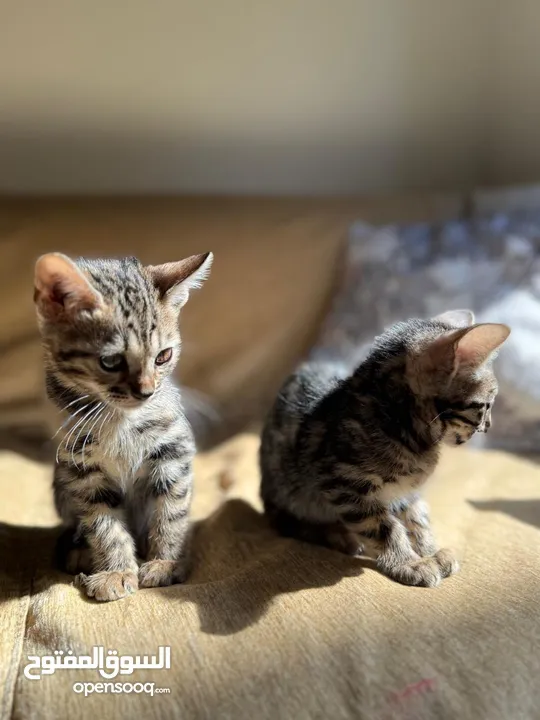 Pure Bengal Kittens under 3 months old