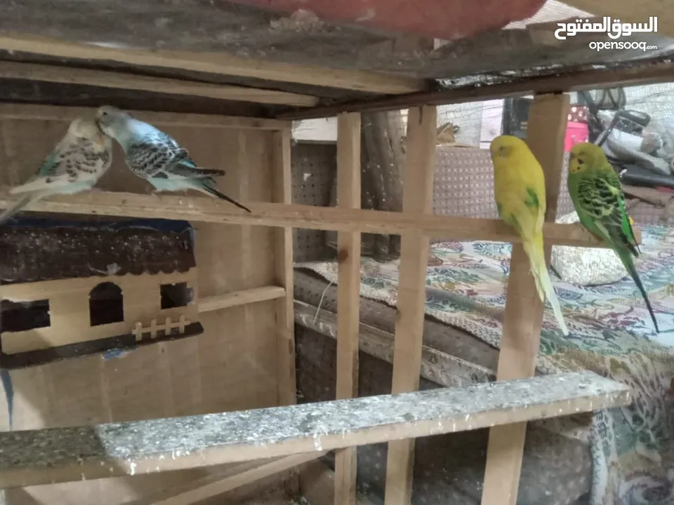 طيور الحب نوع البادجي بأحلى الألوان والأصوات