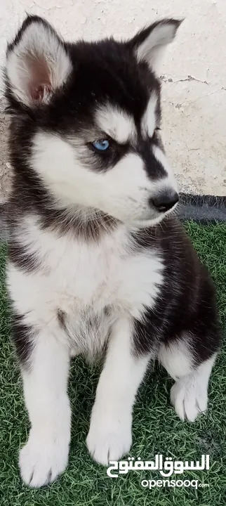 7 weeks pure female and male husky