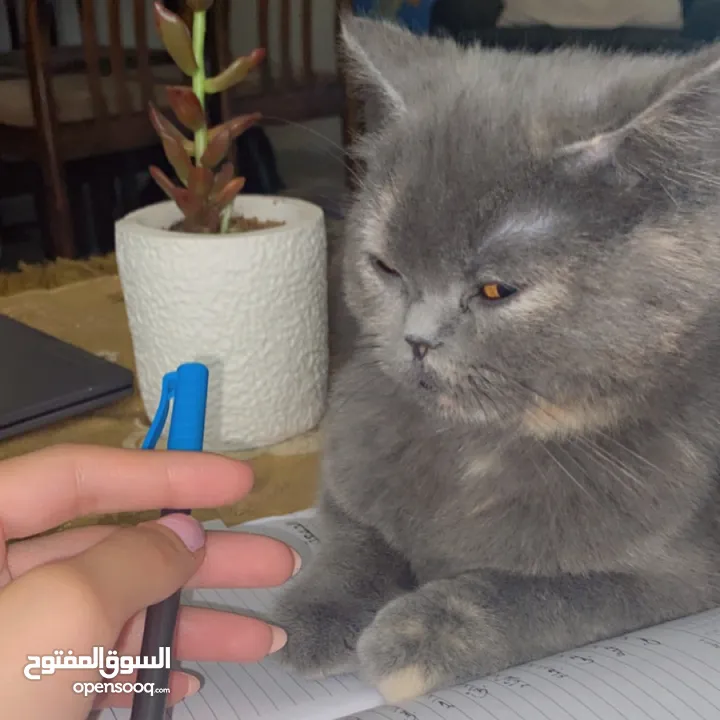 قطه سكوتش فولد مكس برتش للبيع.                                                                   ًً