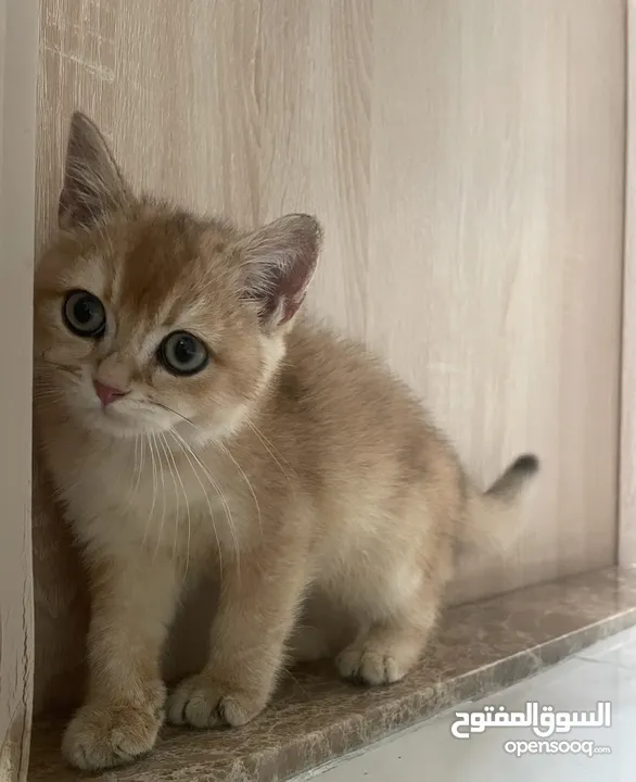 كيتن نوع برتش شورت هير  Kitten British short hair