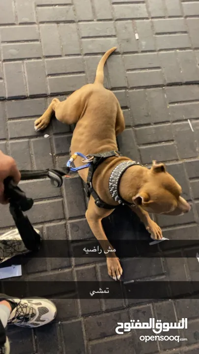 بتبول رد نوز حجم قصير