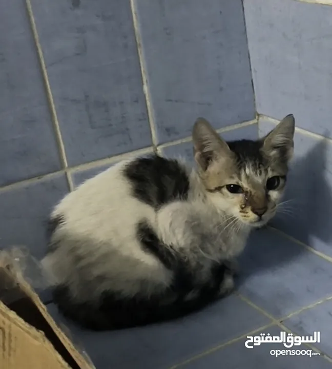 Cute Lovely boy kitten looking for free adoption
