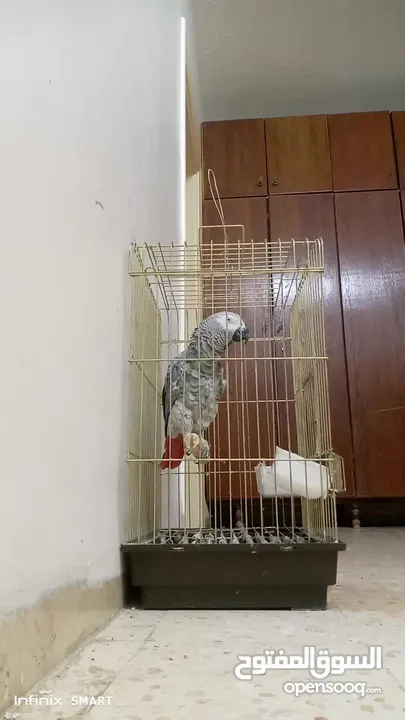 ببغاء كاسكو متكلم بحكي اكثر من 30 كلمه