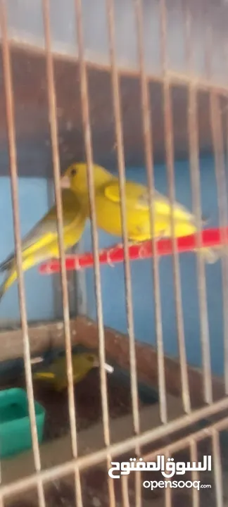 متوفر  طيور  خضري