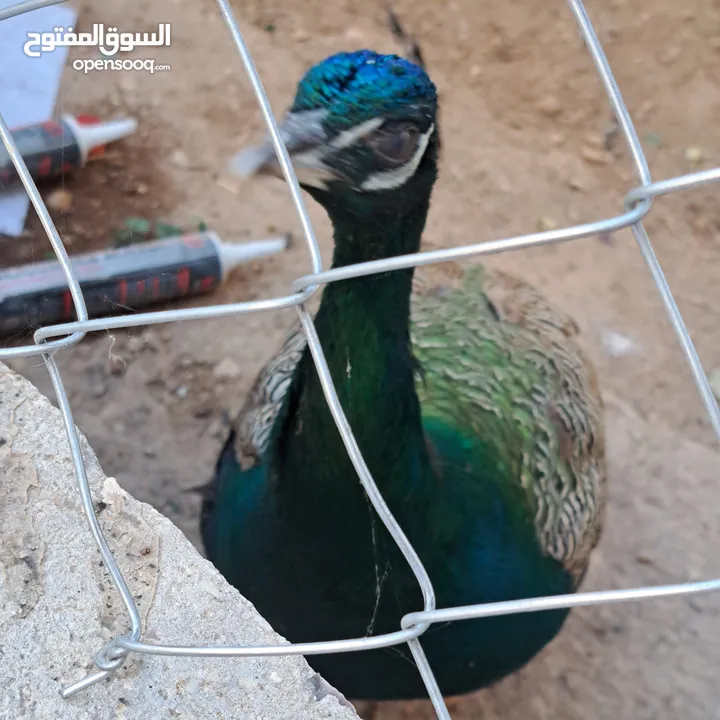 ذكر طاوؤس هندي للبيع