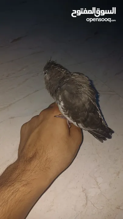 اليف ويسمع الكلام الطير الكوكتيل يفضل شراءه انهو ممتع