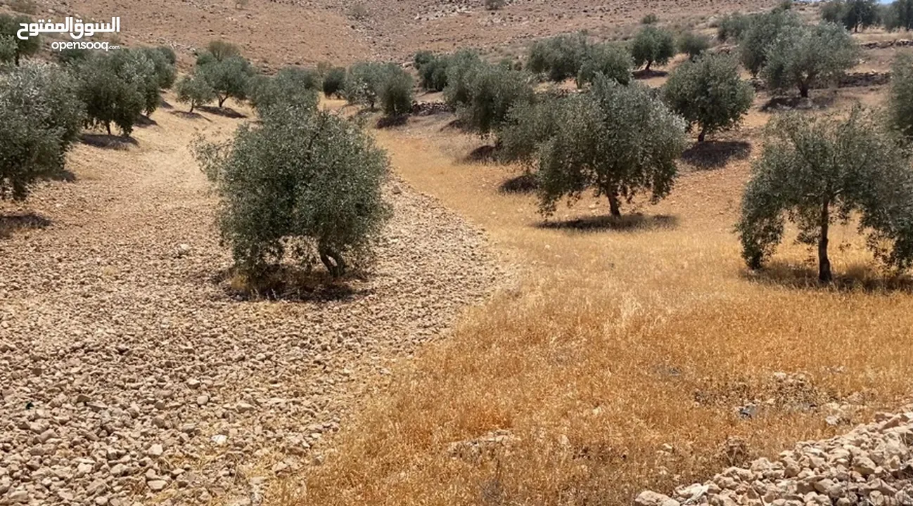 أراضي زراعية بمساحات مختلفة بالقرب من بيرين