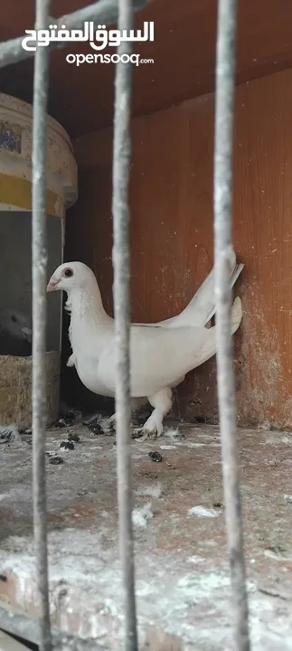 حمام مشكل عند صورهن