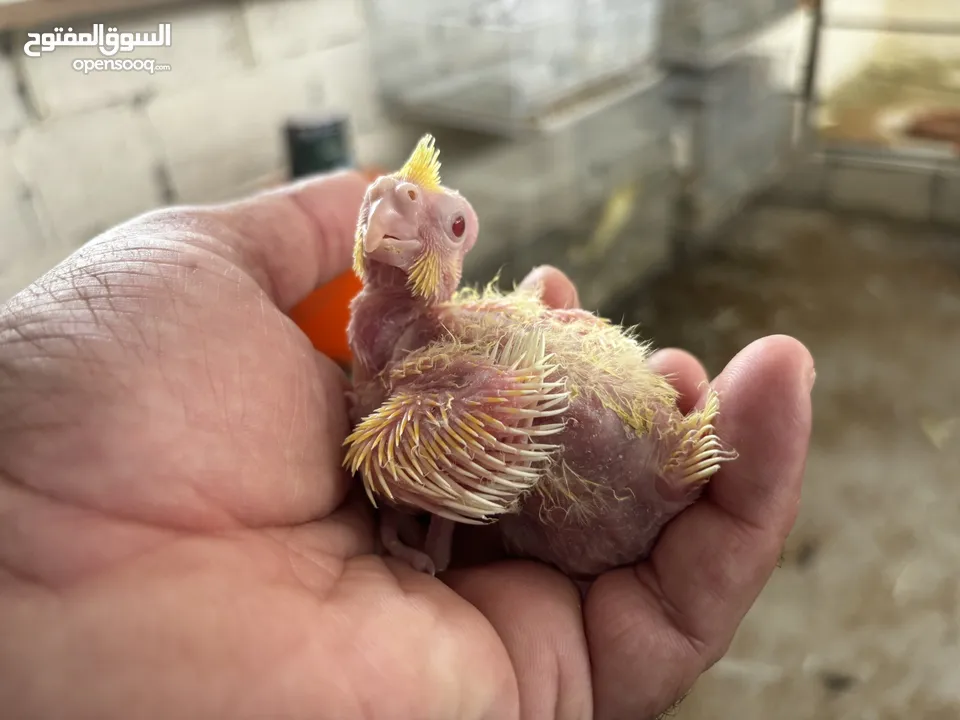 Cockatiel chicks in Al Ain