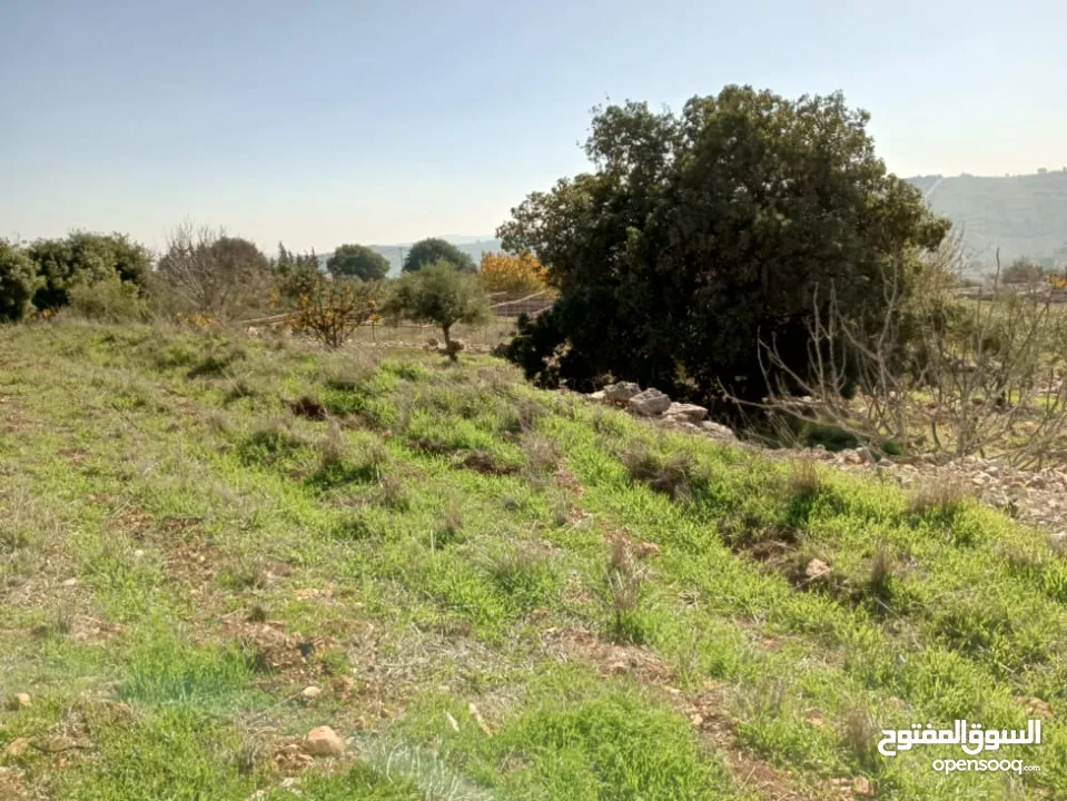 مزرعه  للبيع ..منطقه مرتفعه..وماله.. مشجره...تحتوي 2 بير ماء...مزرعة دواجن 5 آلاف طير...مخدومه كهربا