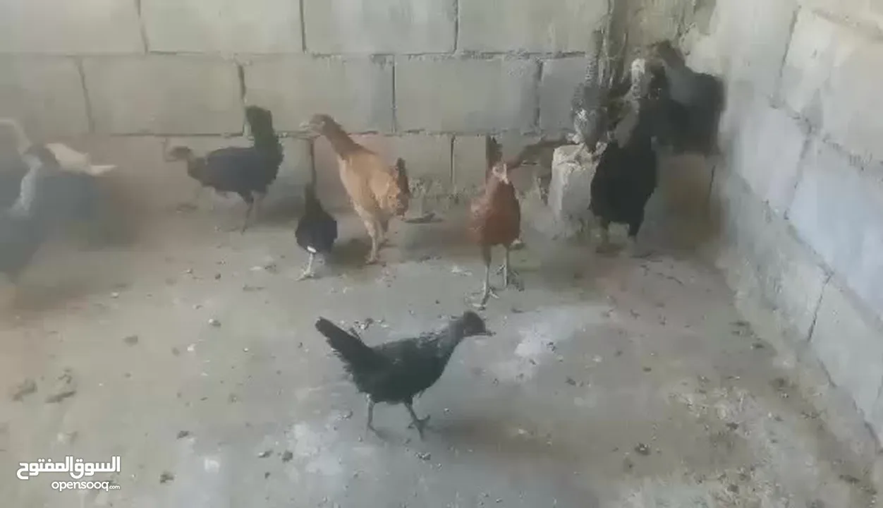 دجاج بلدي نخب اول للبيع