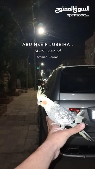 جوز كوكتيل ذكر وانثى اليفات جدا والذكر صوته بجنن وشو ما بتسمعه بتعلم الصوت او الاغنيه.