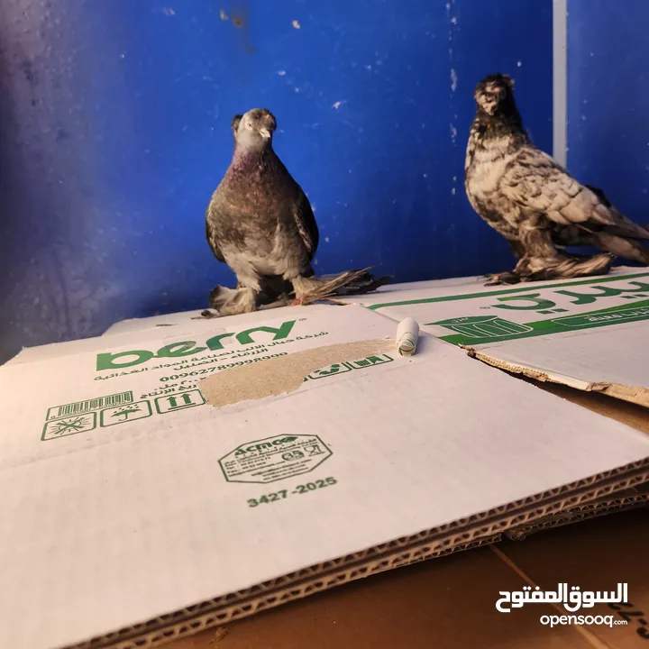 جوز اوزبك لون مميز