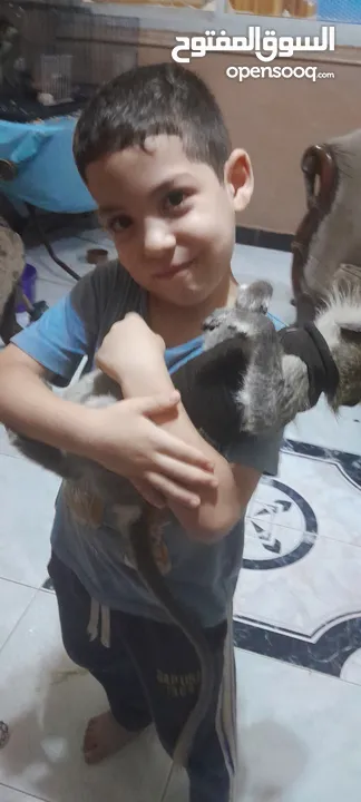 نسناس للبيع  هادي