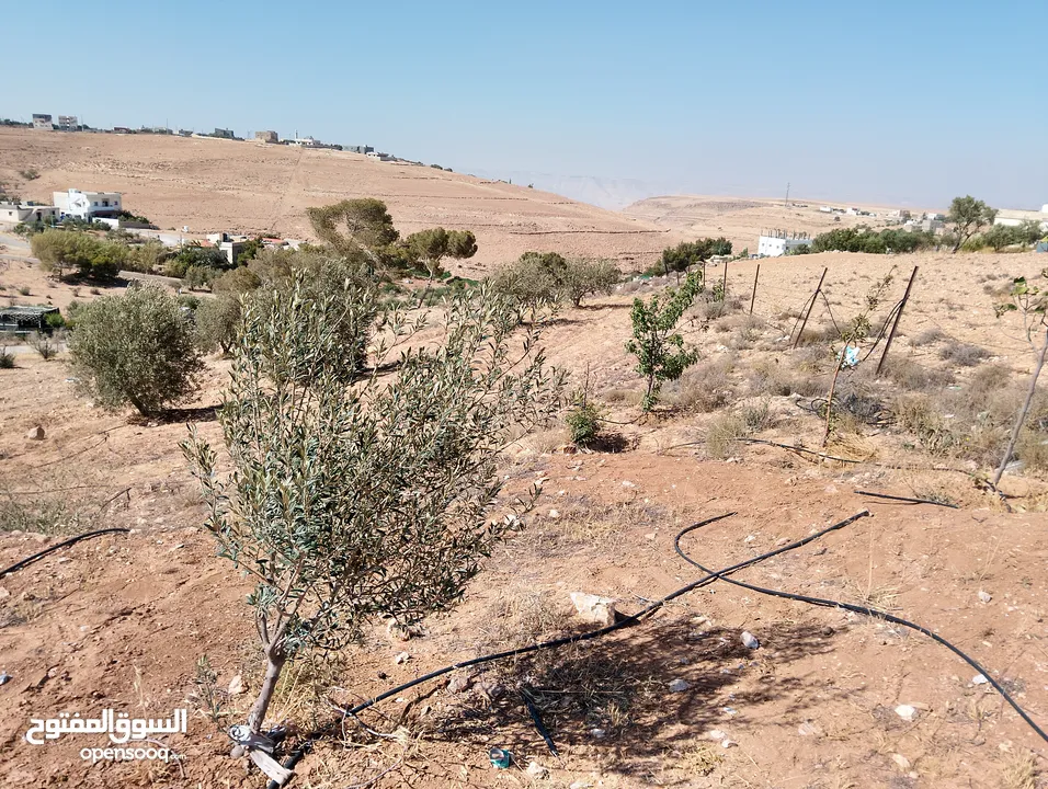 لقطة ؛ أرض زراعية مع غرفة على حدود الطفيلة والكرك ، تصلح للاستثمار كمزرعة سياحية أو منتجع سياحي