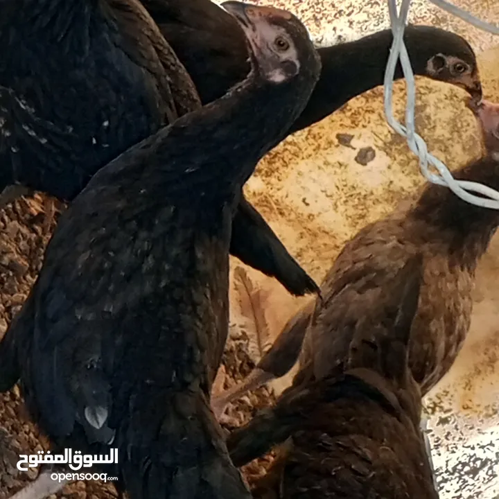 فراخ للبيع السلط