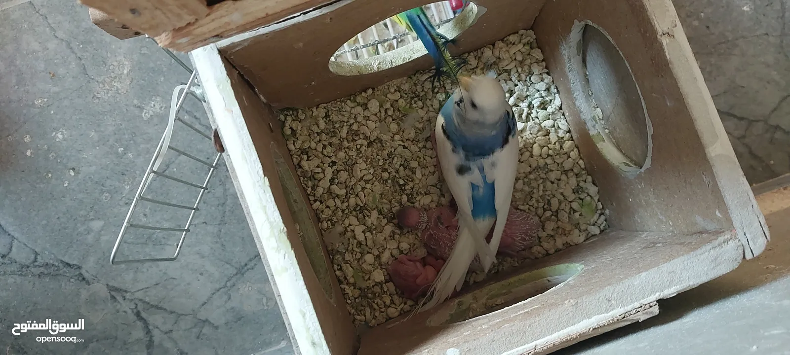 للبيع جوز حب بحاله ممتازه