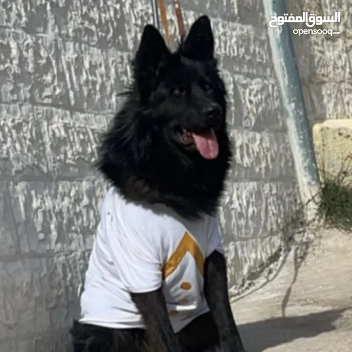 كلب جيرمن رويل بلاك نخب
