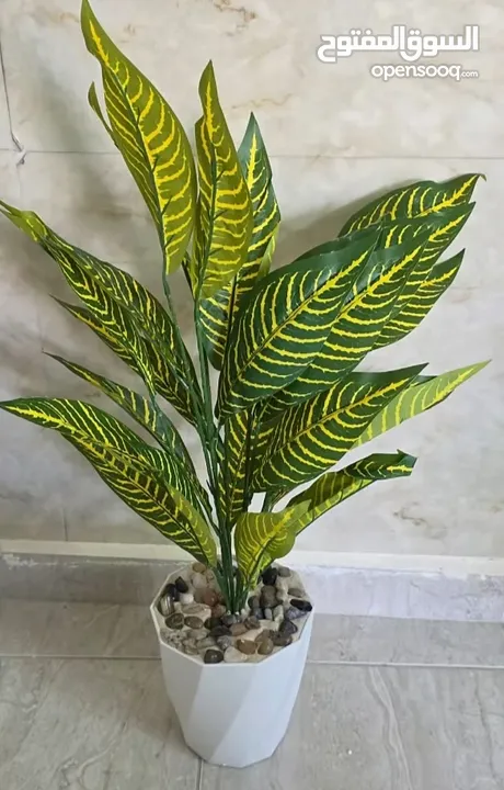 اشجار زينه