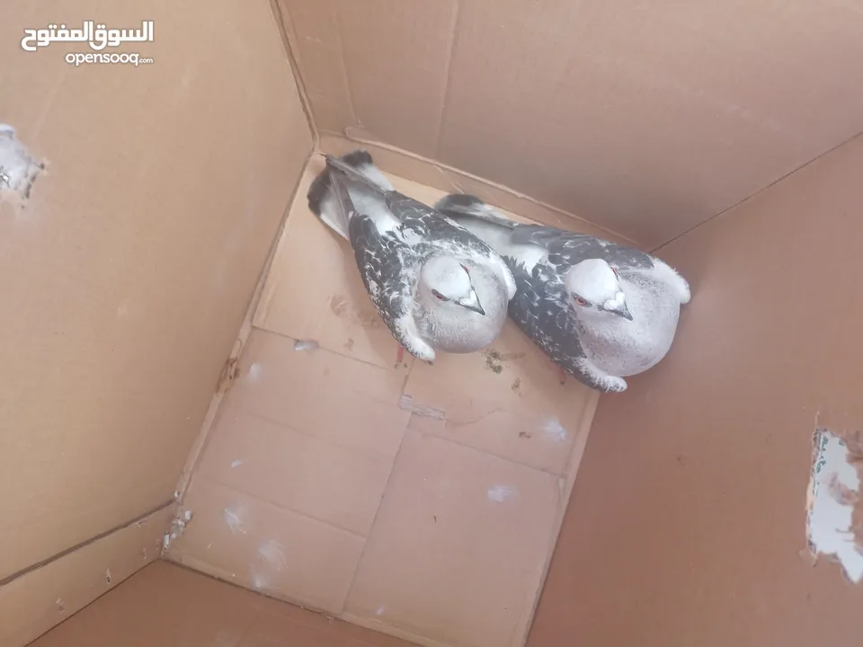 انواع حمام مكفول
