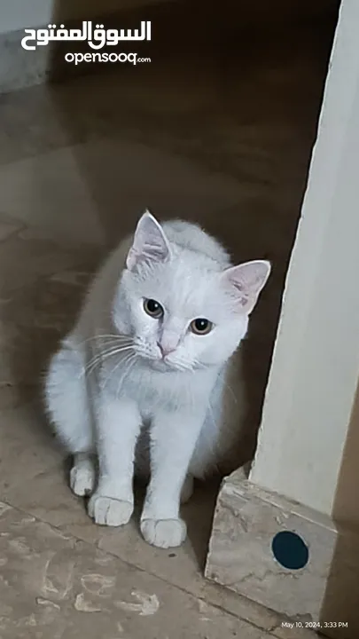 Turkish angora mix breed  male cat for adoption