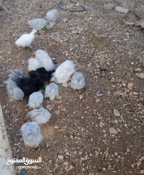 دجاج كوتشينا لفندر