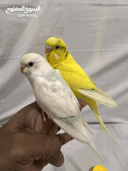 Friendly Parrot couple زوج