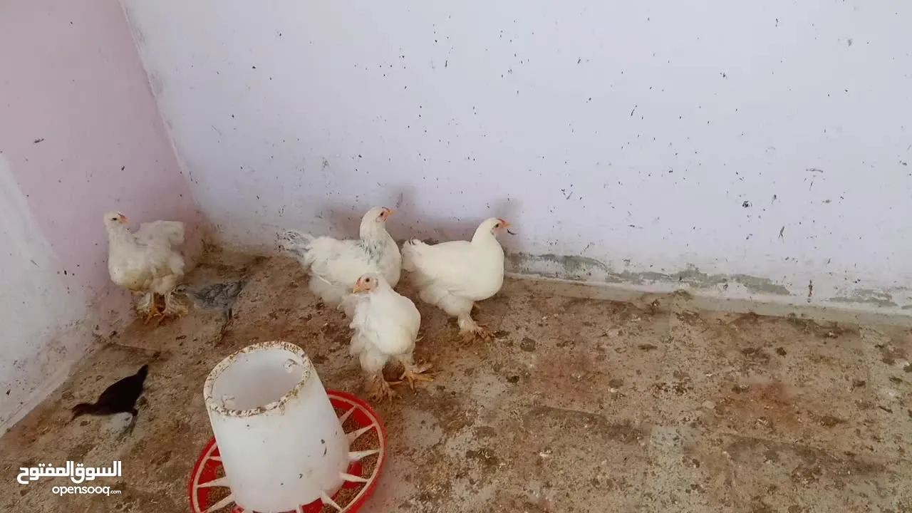 فرخات. براهمي . مشكل   في بف وفي بلاك     فرخات. ما شاء الله