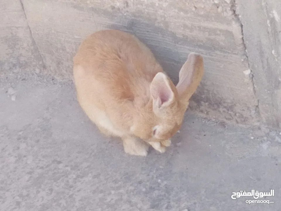 ارانب للبيع ثلاثه ذكرين وانثى الماني