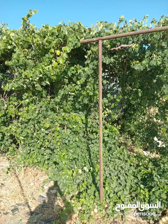 دالية دوالي للبيع بسعر 60 دينارر عمرها ما يقارب 12 سنه او اكثر موجوده في اربد حواره طريق الرمثا